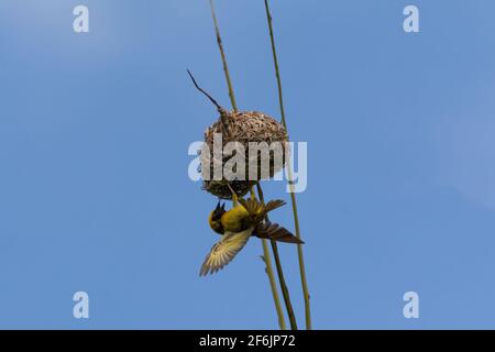 Un village Weaver (Ploceus cucullatus), suspendu à l'envers sur son nid construit sur un palmier dans la nature sur l'île Maurice. Banque D'Images