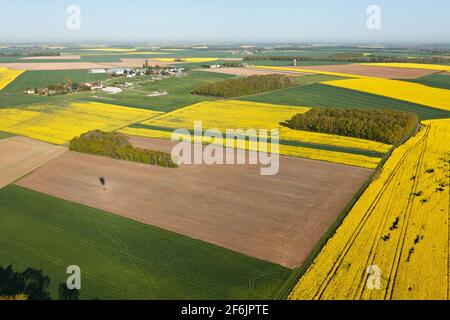 Champs de colza vus fron dans le département de l'Eure-et-Loir, région Centre-Val de Loire, France. Banque D'Images