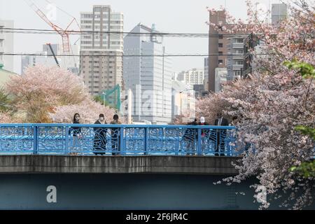 Tokyo, Japon. 1er avril 2021. Les gens apprécient les cerisiers en fleurs le long de la rivière Meguro à Tokyo, au Japon, le 1er avril 2021. Credit: Du Xiaoyi/Xinhua/Alay Live News Banque D'Images