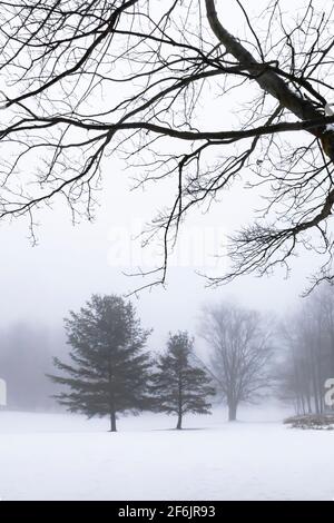 Conifères lors d'une journée de brouillard sur un parcours de golf dans le centre du Michigan, États-Unis Banque D'Images