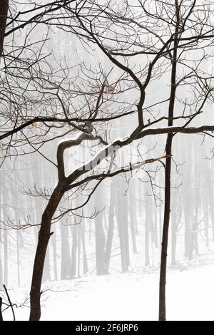 Forêt brumeuse et neige en novembre dans le centre du Michigan, aux États-Unis Banque D'Images
