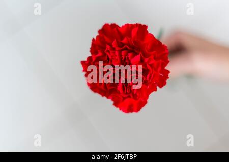 Vue de dessus de la main de femme tenant la carnation rouge. Révolution et concept d'avril 25 Banque D'Images