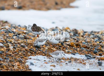 Oiseaux sanderling (Calidris alba) sur une plage au bord de la mer en hiver à West Sussex, Angleterre, Royaume-Uni. Banque D'Images