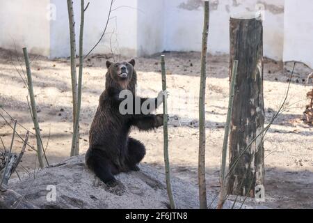 Torgau, Allemagne. 31 mars 2021. Bear Benno explore la nouvelle fosse à ours du château de Hartenfels. Les trois ours Torgau ont pu prendre possession de leur maison rénovée pour la première fois le même jour. De nouvelles retraites et de nouvelles possibilités d'occupation, telles que des égratignures de poteaux et des souches de racines, ont été créées. La rénovation a coûté 70,000 euros et a été effectuée pendant la période d'hibernation des ours. Le maintien des ours a une longue tradition à Torgau, qui remonte au XVe siècle. Credit: Jan Woitas/dpa-Zentralbild/ZB/dpa/Alay Live News Banque D'Images