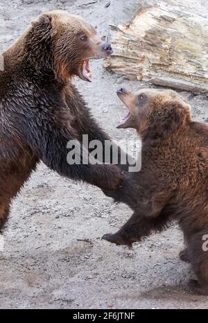 Torgau, Allemagne. 31 mars 2021. Bear Benno (l) soutient avec sa petite sœur Bea dans la fosse à ours nouvellement conçue au château de Hartenfels. Les trois ours Torgau ont pu prendre possession de leur maison rénovée pour la première fois le même jour. De nouvelles retraites et de nouvelles possibilités d'occupation, telles que des égratignures de poteaux et des souches de racines, ont été créées. La rénovation a coûté 70,000 euros et a été effectuée pendant la période d'hibernation des ours. Le maintien des ours a une longue tradition à Torgau, qui remonte au XVe siècle. Credit: Jan Woitas/dpa-Zentralbild/ZB/dpa/Alay Live News Banque D'Images