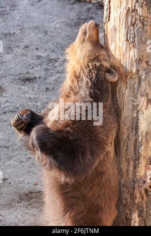 Torgau, Allemagne. 31 mars 2021. Bear Bea se frotte contre un grattage dans la fosse à ours nouvellement conçue du château de Hartenfels. Les trois ours Torgau ont pu prendre possession de leur maison rénovée pour la première fois le même jour. De nouvelles retraites et de nouvelles possibilités d'occupation, telles que des égratignures de poteaux et des souches de racines, ont été créées. La rénovation a coûté 70,000 euros et a été effectuée pendant la période d'hibernation des ours. Le maintien des ours a une longue tradition à Torgau, qui remonte au XVe siècle. Credit: Jan Woitas/dpa-Zentralbild/ZB/dpa/Alay Live News Banque D'Images