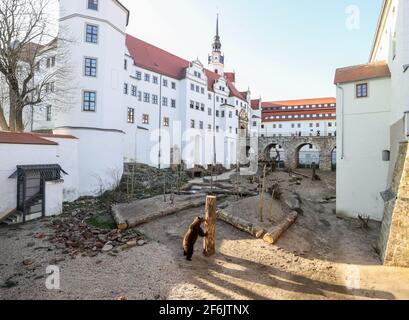 Torgau, Allemagne. 31 mars 2021. Bear Benno explore la nouvelle fosse à ours du château de Hartenfels. Les trois ours Torgau ont pu prendre possession de leur maison rénovée pour la première fois le même jour. De nouvelles retraites et de nouvelles possibilités d'occupation, telles que des égratignures de poteaux et des souches de racines, ont été créées. La rénovation a coûté 70,000 euros et a été effectuée pendant la période d'hibernation des ours. Le maintien des ours a une longue tradition à Torgau, qui remonte au XVe siècle. Credit: Jan Woitas/dpa-Zentralbild/ZB/dpa/Alay Live News Banque D'Images