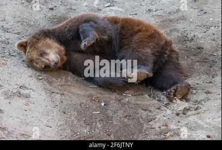 Torgau, Allemagne. 31 mars 2021. Bear Bea roule dans le sable dans le nouveau puits d'ours au château de Hartenfels. Les trois ours Torgau ont pu prendre possession de leur maison rénovée pour la première fois le même jour. De nouvelles retraites et de nouvelles possibilités d'occupation, telles que des égratignures de poteaux et des souches de racines, ont été créées. La rénovation a coûté 70,000 euros et a été effectuée pendant la période d'hibernation des ours. Le maintien des ours a une longue tradition à Torgau, qui remonte au XVe siècle. Credit: Jan Woitas/dpa-Zentralbild/ZB/dpa/Alay Live News Banque D'Images