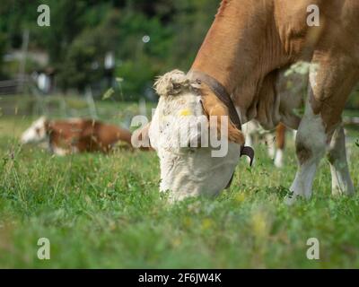 le troupeau de vaches se saisit dans un pré vert dans le montagnes en été Banque D'Images