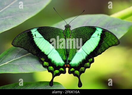 Emeraude ou Peacock à bande verte, (Papilio palinurus). Papillon tropical reposant ouvert sur la feuille. Banque D'Images