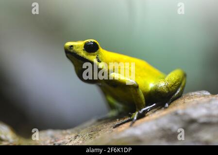 Grenouille de dart de poison doré (Phyllobates terribilis) dans la forêt tropicale. Grenouille tropicale vivant en Amérique du Sud. Banque D'Images