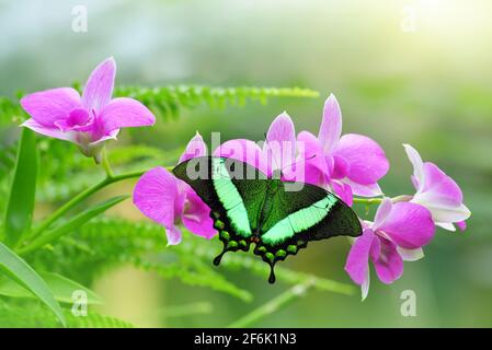 Emeraude ou Peacock à bande verte, (Papilio palinurus). Papillon tropical reposant ouvert sur une fleur d'orchidée pourpre. Banque D'Images