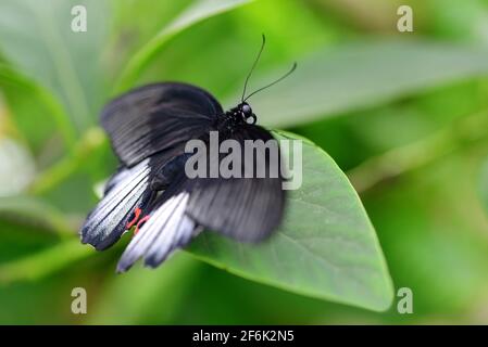 Papillon tropical Grand Mormon (Papilio memnon) assis sur la feuille. Grande queue de cygne originaire du sud de l'Asie. Banque D'Images