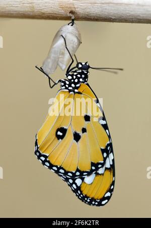 Tigre de plaine (Danaus chrysippus), papillon monarque émergeant de la pupa. Banque D'Images