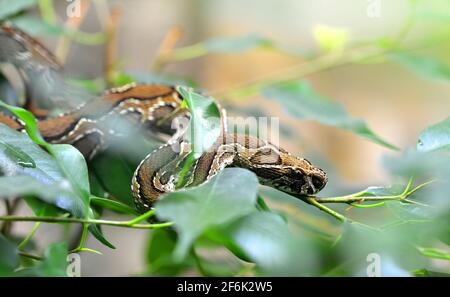 Vipère de Russell ( Daboia russelii ) sur la branche de l'arbre. Serpent venimeux vivant en Asie du Sud. Banque D'Images