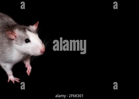 Portrait de rat gris isolé sur fond noir. Animal de compagnie de rongeur. Rat domestique en gros plan. Le rat à longue queue regarde la caméra. Bannière avec co Banque D'Images