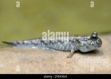 Le poisson amphibie de l'Atlantique (Periophthalmus barbarbarus) est originaire des eaux fraîches, marines et saumâtres. Banque D'Images