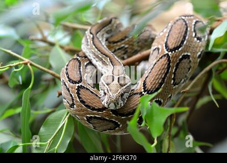 Vipère de Russell ( Daboia russelii ) sur la branche de l'arbre. Serpent venimeux vivant en Asie du Sud. Banque D'Images