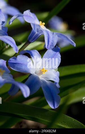 Chionodoxa luciliae (gloire de la neige) en fleur en mars, dans un jardin, Angleterre, Royaume-Uni Banque D'Images