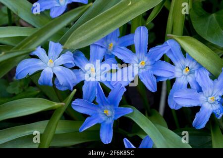 Chionodoxa luciliae (gloire de la neige) en fleur en mars, dans un jardin, Angleterre, Royaume-Uni Banque D'Images