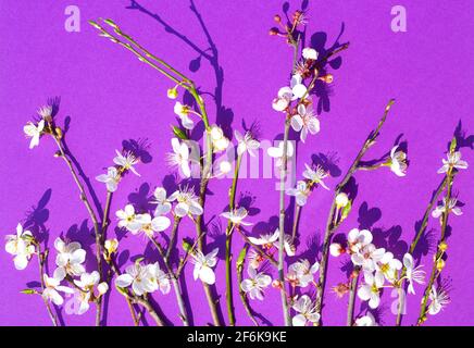 Composition printanière de brindilles avec sakura blanc en fleurs sur fond lilas. Fond d'écran sur l'écran, motif de fleurs. Banque D'Images