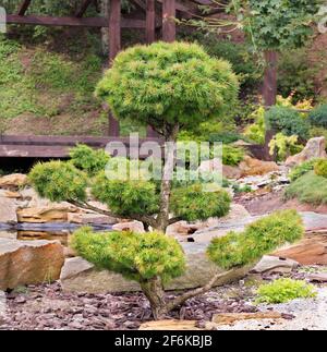 Épicéa bonsaï européen aux aiguilles moelleuses et aux superbes branches délicatement taillées sur fond de jardin de pierre de style japonais. Banque D'Images