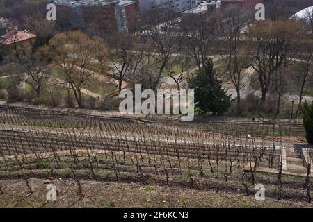 Prague, République Tchèque - 26 mars 2021 - Parc de Grebovka - le vignoble avec un belvédère romantique se trouve sur une pente raide Banque D'Images