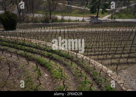 Prague, République Tchèque - 26 mars 2021 - Parc de Grebovka - le vignoble avec un belvédère romantique se trouve sur une pente raide Banque D'Images