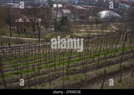 Prague, République Tchèque - 26 mars 2021 - Parc de Grebovka - le vignoble avec un belvédère romantique se trouve sur une pente raide Banque D'Images