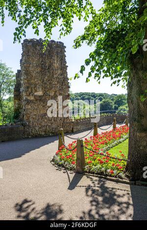 Les ruines du château de Knaresborough sur une falaise au-dessus de la rivière Nidd à Knaresborough, dans le nord du Yorkshire Banque D'Images