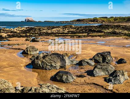 North Berwick, East Lothian, Écosse, Royaume-Uni. 1er avril 2021. Météo au Royaume-Uni : soleil de printemps. Le Bass Rock est récemment devenu blanc avec l'arrivée des gantets du Nord, vus ici depuis la plage de Milsey Bay. C'est la plus grande colonie du monde et ils viennent ici pour leur saison de reproduction Banque D'Images