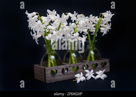 Bouquets de jacinthes blanches dans de petits vases en verre sur un arrière-plan noir Banque D'Images
