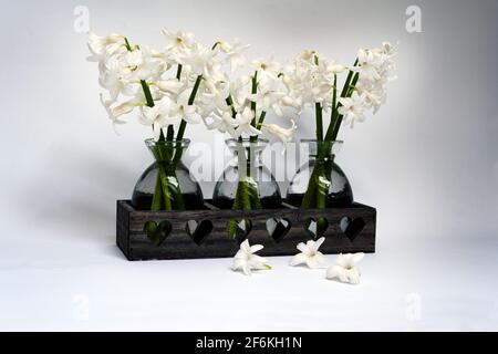 Bouquets de jacinthes blanches dans de petits vases en verre sur un arrière-plan blanc Banque D'Images