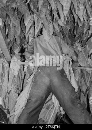 Pendaison du tabac de burley dans la grange pour sécher et guérir. Sur la ferme de Russell Spear près de Lexington, Kentucky. 1940. Banque D'Images