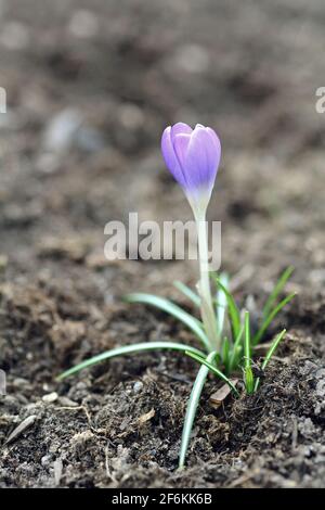 Culture de crocus géant violet de printemps (Crocus vernus) dans le sol. Banque D'Images