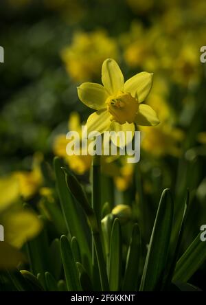 Un gros plan des jonquilles au printemps 2021 avec un joli bokeh Banque D'Images