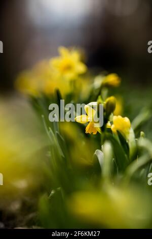 Un gros plan des jonquilles au printemps 2021 avec un joli bokeh Banque D'Images