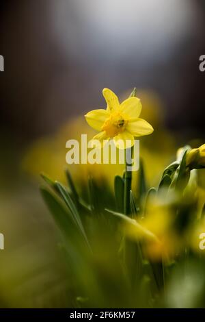 Un gros plan des jonquilles au printemps 2021 avec un joli bokeh Banque D'Images