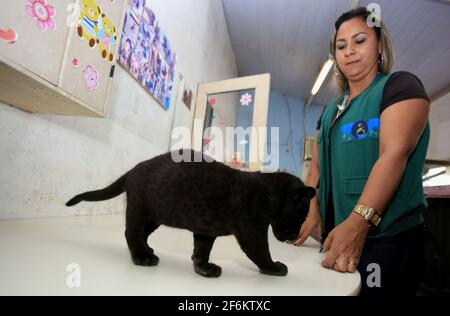 salvador, bahia / brésil - 7 octobre 2015: Ana Celly, biologiste au Jardim Zoologico dans la ville de Salvador est vu tout en prenant soin d'un jagu Banque D'Images