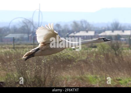 Mute Swan (Cygnus Olor) Cygnet en vol Banque D'Images