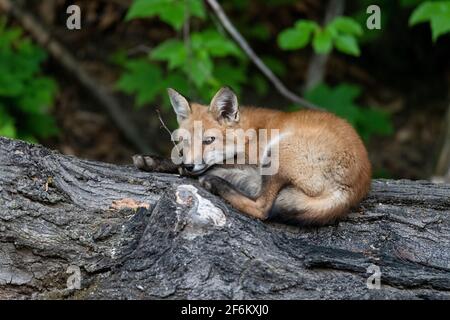 Le kit de renard rouge ouvre ses yeux et regarde autour avant Retour à sa sieste d'été au Canada Banque D'Images