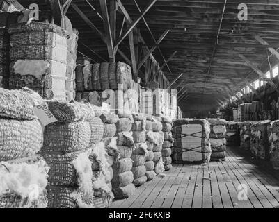 Coton après qu'il quitte le gin est pris à l'entrepôt où il est stocké, les échantillons sont pris et puis il va à la compression. Memphis, Tennessee. 1939. Banque D'Images