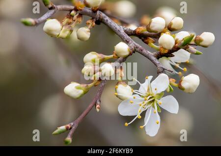 Gros plan de la fleur de noir (prunus spinosa) en fleur Banque D'Images