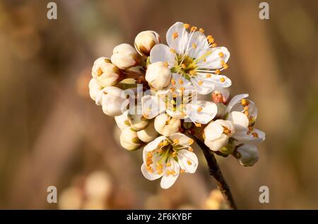 Gros plan de la fleur de noir (prunus spinosa) en fleur Banque D'Images