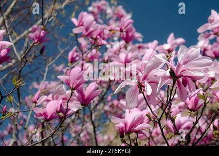 Magnolia Tree en fleurs au printemps à Londres Banque D'Images