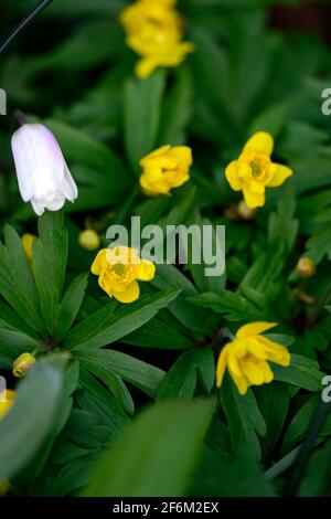 Anemone ranunculoides pleniflora jaune,anémones,fleurs,fleurs,fleurs,bois,bois,DE,ombre,ombragé,usine,ombragée floral,RM Banque D'Images
