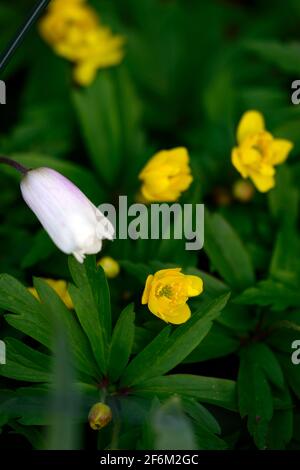 Anemone ranunculoides pleniflora jaune,anémones,fleurs,fleurs,fleurs,bois,bois,DE,ombre,ombragé,usine,ombragée floral,RM Banque D'Images