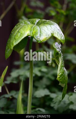 Podophyllum peltatum grande feuille,feuilles vertes,feuillage,émergent,émergent,dépliage,unfurl,unfurling,dépliage,jardin de printemps,jardins,bourgeons de fleurs de podophyllum,RM Banque D'Images