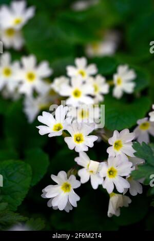 primula allionii,Primrose d'Allioni,Primula glutinosa,primrose,primroses,fleurs, fleur, fleur, fleur, plante alpine, RM Floral Banque D'Images