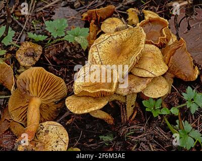Vieux champignons chanterelles en décomposition avec bouchons courbes sur la forêt sol Banque D'Images